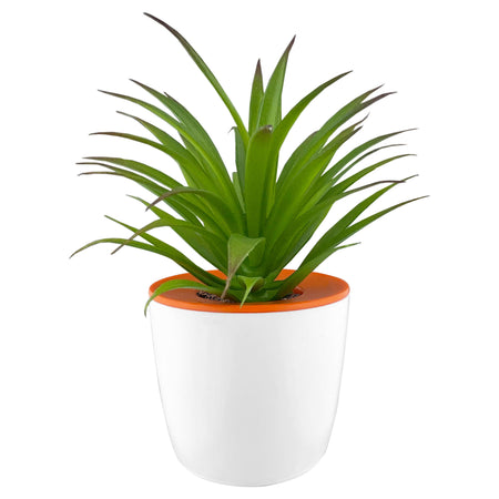 Mini Desk Plant Pot - Simply Merchandise
