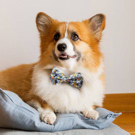 Amigo Pet Bow Tie - Simply Merchandise